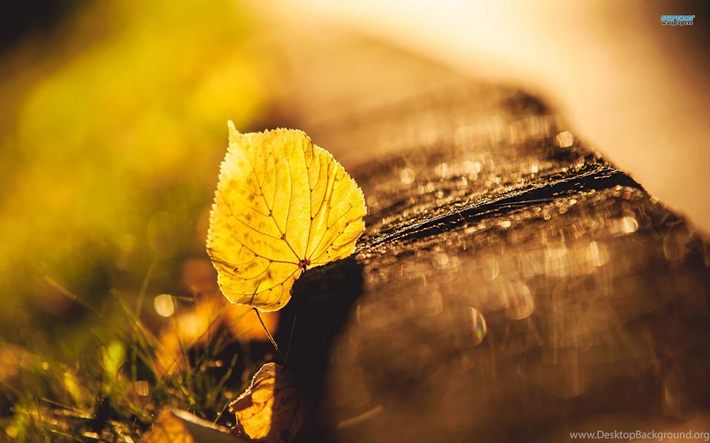 Fallen Leaf Wallpapers Photography Wallpapers