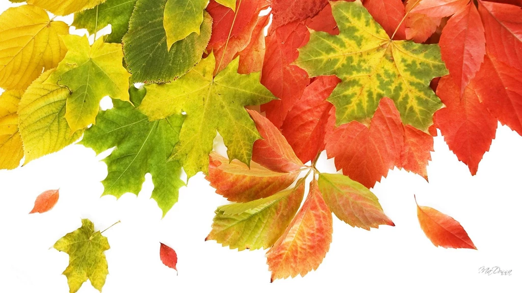Falling Leaves (