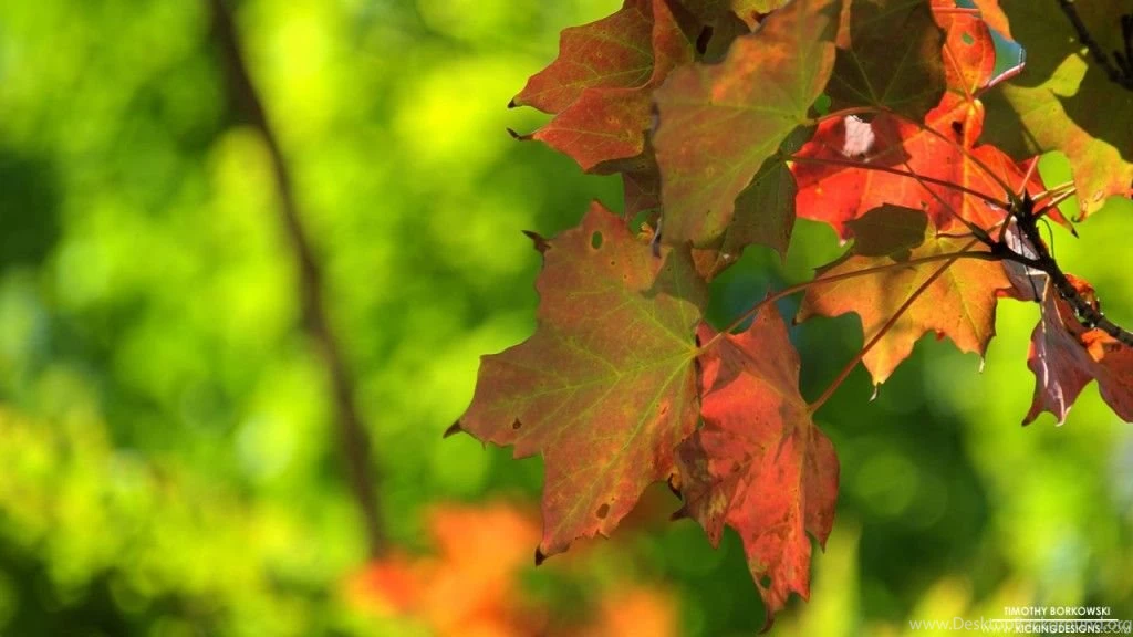 Fall Foliage 9 12 2012 Wallpapers