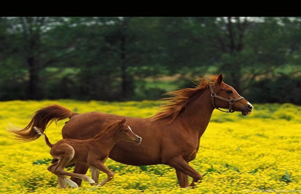 Animals widescreen wallpaper animals 2757761 1280 800.jpg