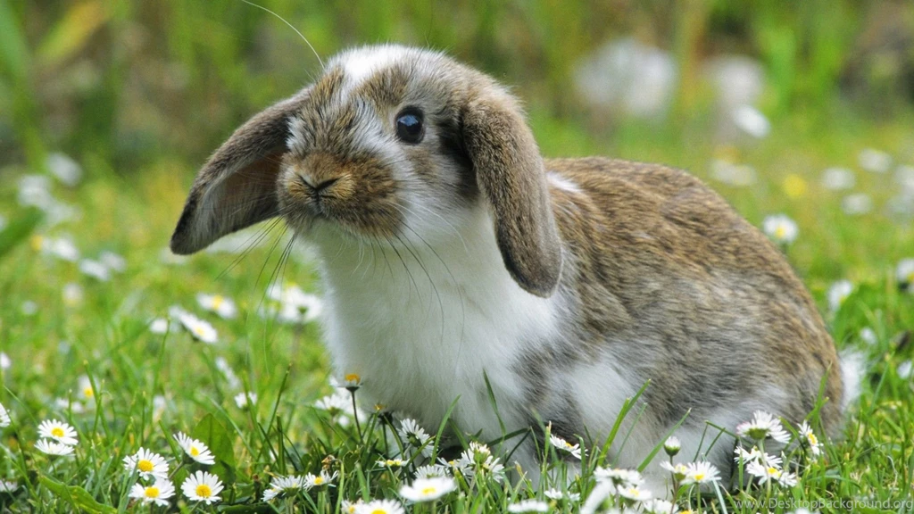 Nature Bunnies Animals Bunny (id: 182475) – BUZZERG