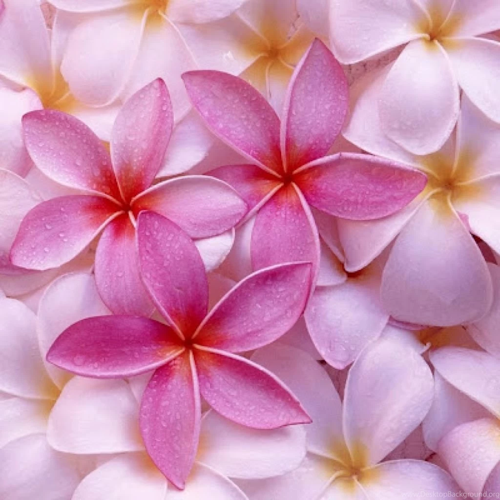 Free Images Flowers Desktop Backgrounds
