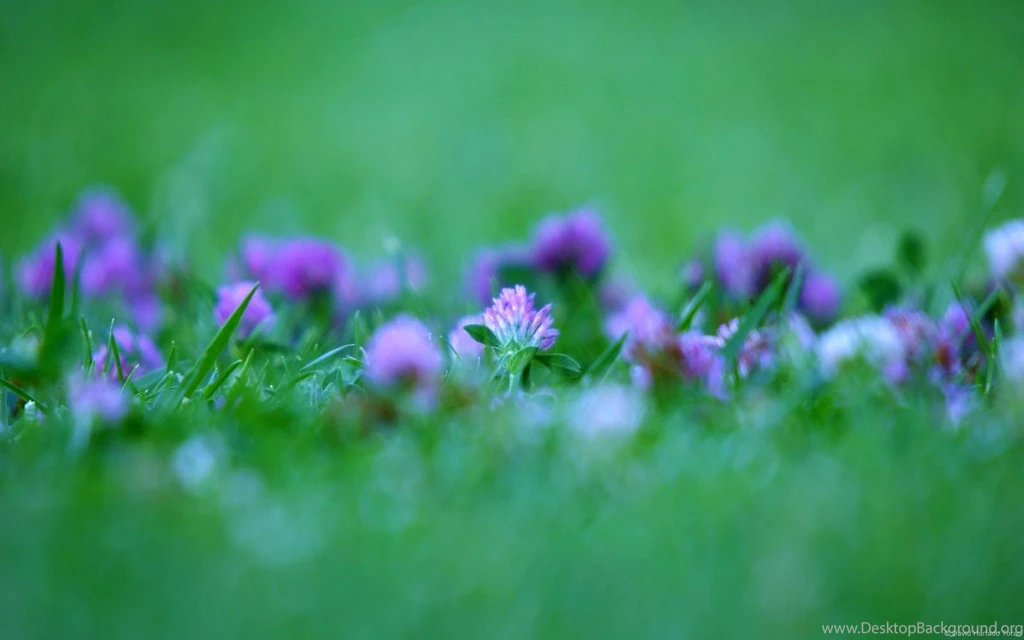 Wallpaper: Wallpapers Di Explorer