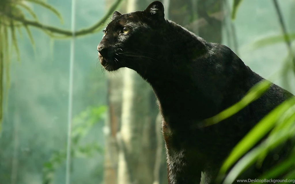 Black Panther Computer Wallpapers, Desktop Backgrounds