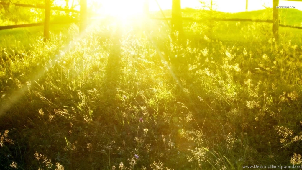Sunny Grass Field Wallpapers