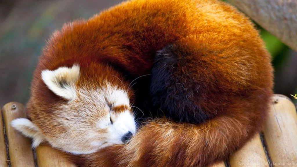 Cute Red Panda Wallpaper Desktop Background