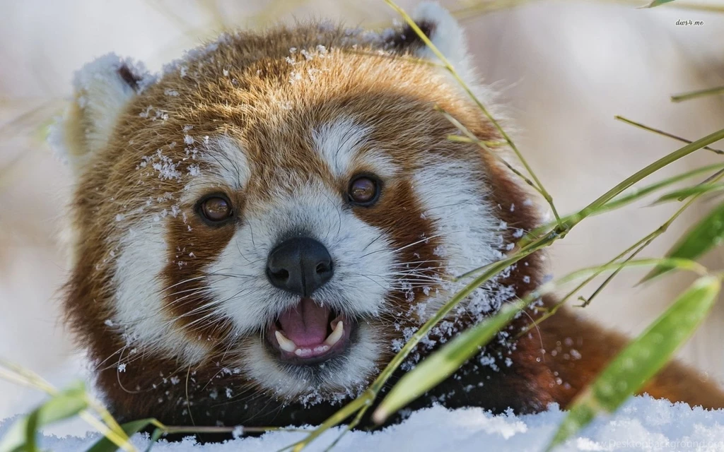 Red Panda Wallpapers Animal Wallpapers