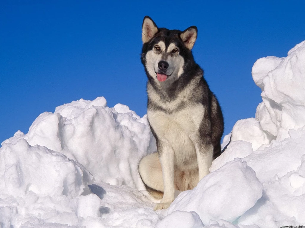 Alaskan Malamute In Snow Photo And Wallpaper. Beautiful Alaskan ...