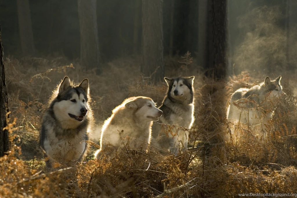Alaskan Malamutes In The Forest Wallpapers And Images Wallpapers ...