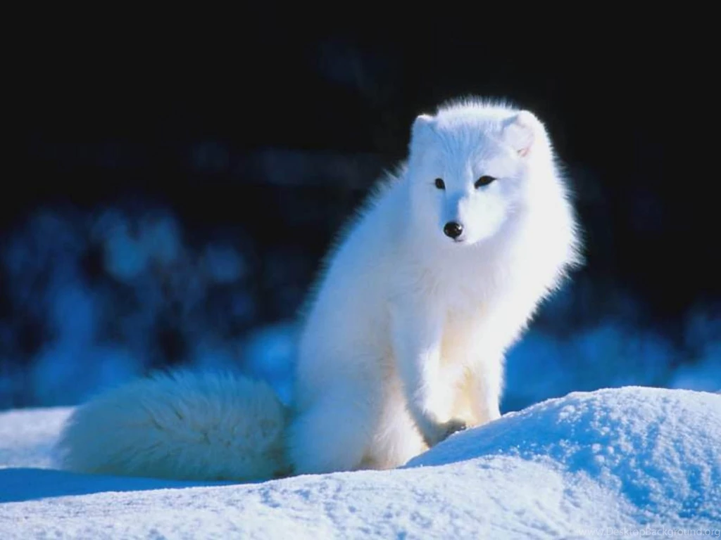 Download Arctic Fox Screensaver Desktop