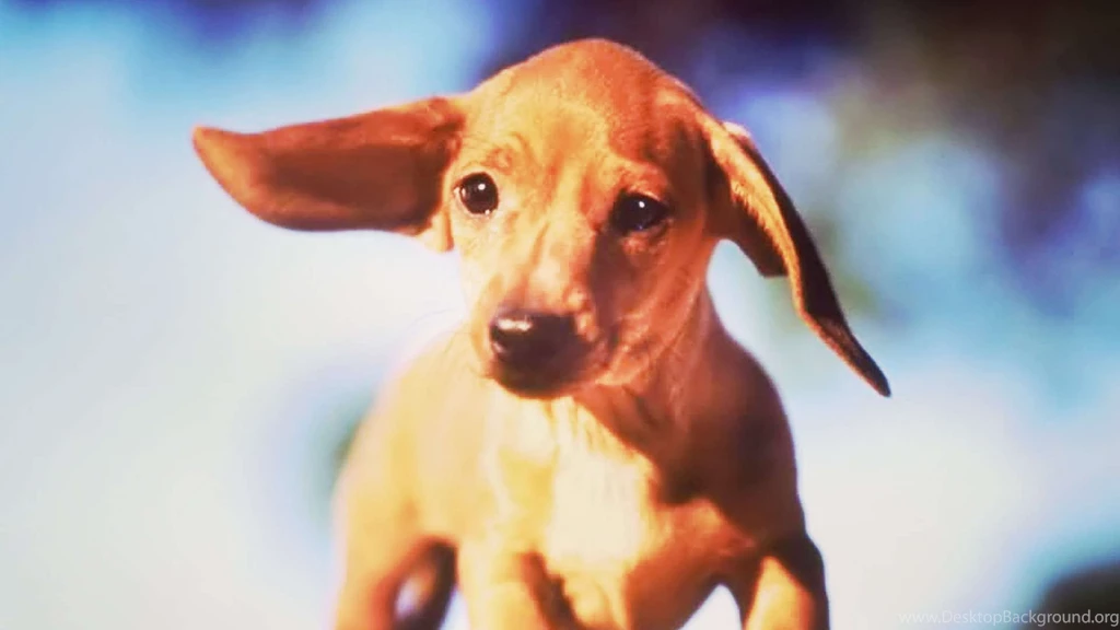 Dachshund Puppies HD Wallpapers