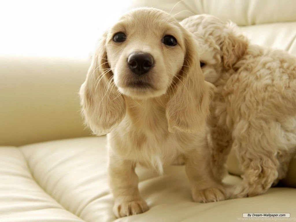Animals: @beautiful_teens