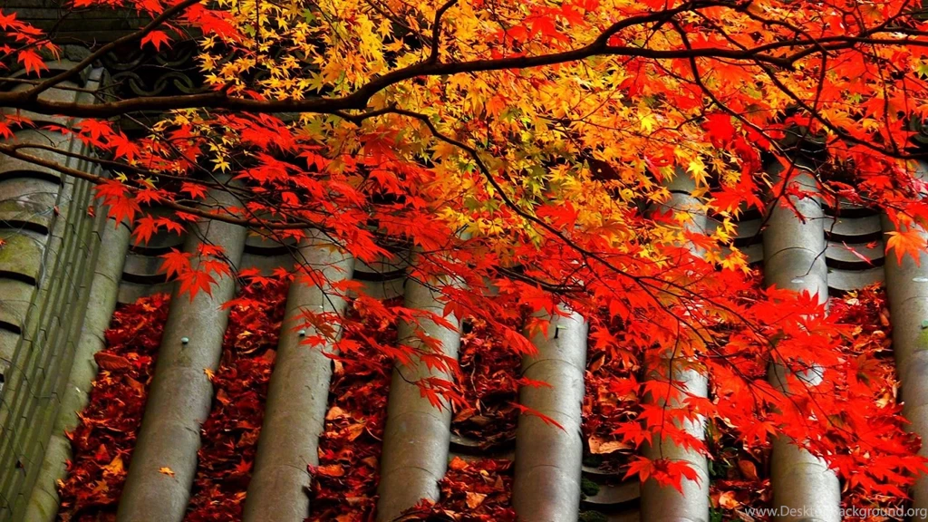 Autumn Maple Tree Wallpapers