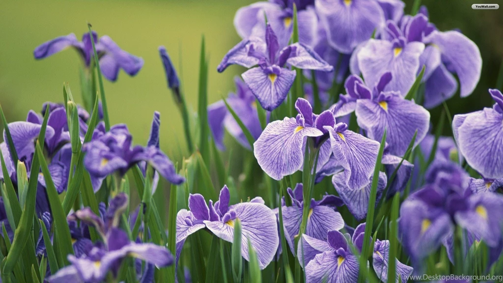 YouWall Violet Iris Flowers Wallpapers Wallpaper,wallpapers ...