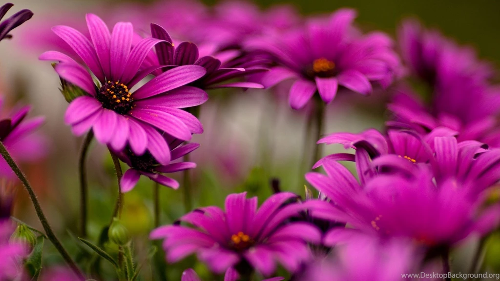 Flowers, Wallpapers, Purple, Backgrounds, Beautiful, Daisies ...