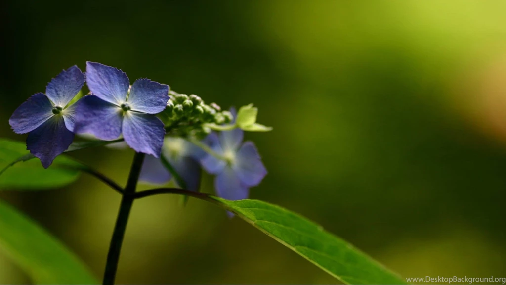 Most Awesome Flowers Fabulous Wallpapers
