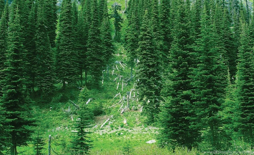 Montana Mountain West Outfitters