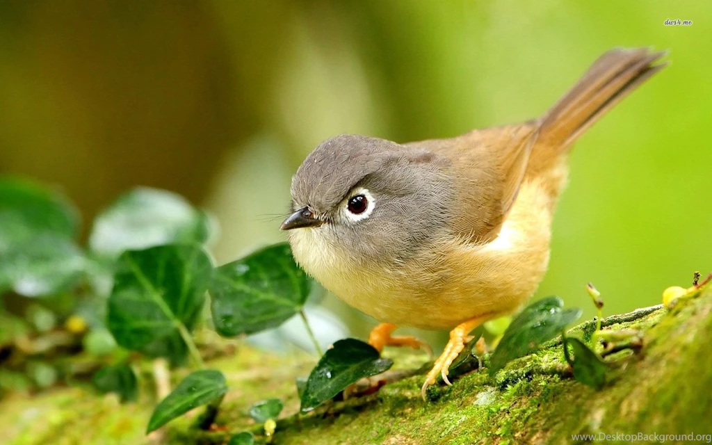 Beautiful Bird Wallpapers Animal Wallpapers