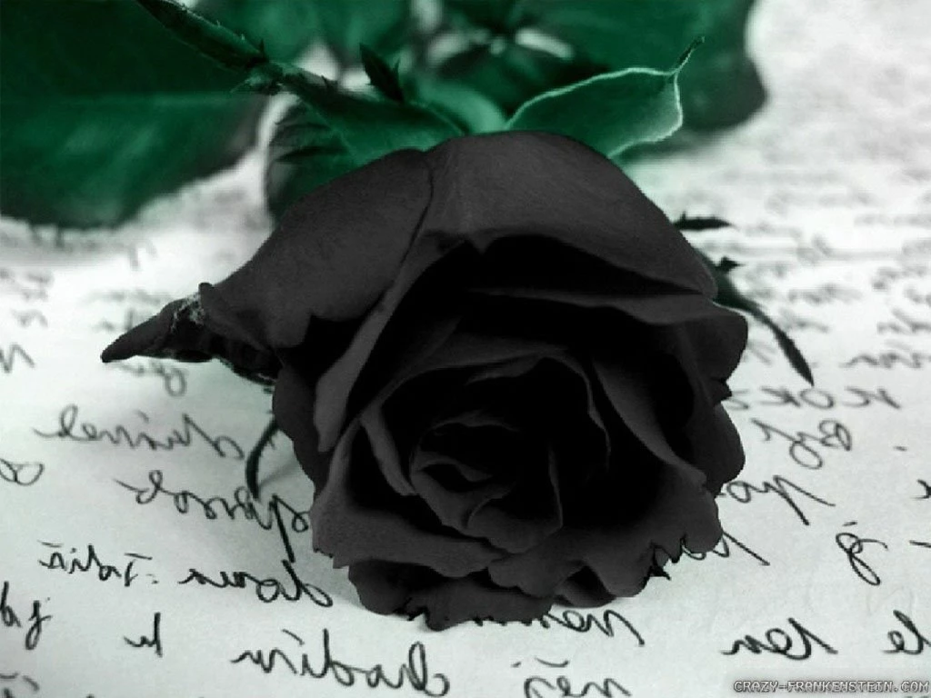 Black Rose Wallpapers Hd For Desktop Desktop Background