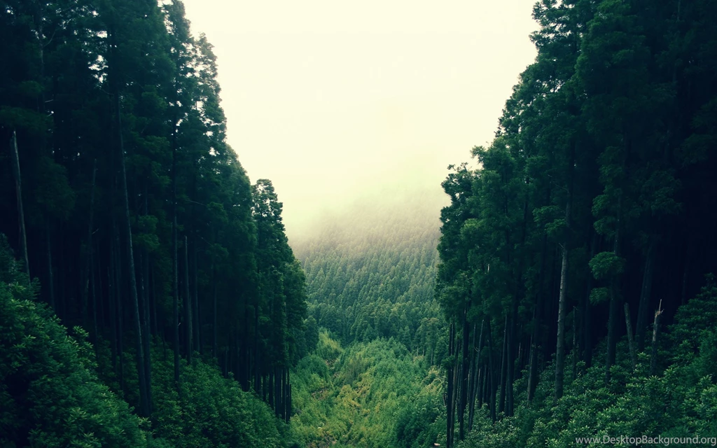 Forest Hills Wallpapers And Images Wallpapers, Pictures, Photos