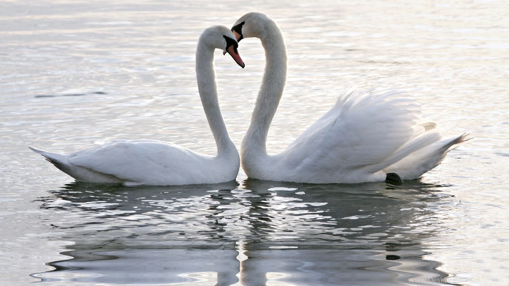 Romantic Couple Kiss Hd Wallpapers Wallpaperss HD
