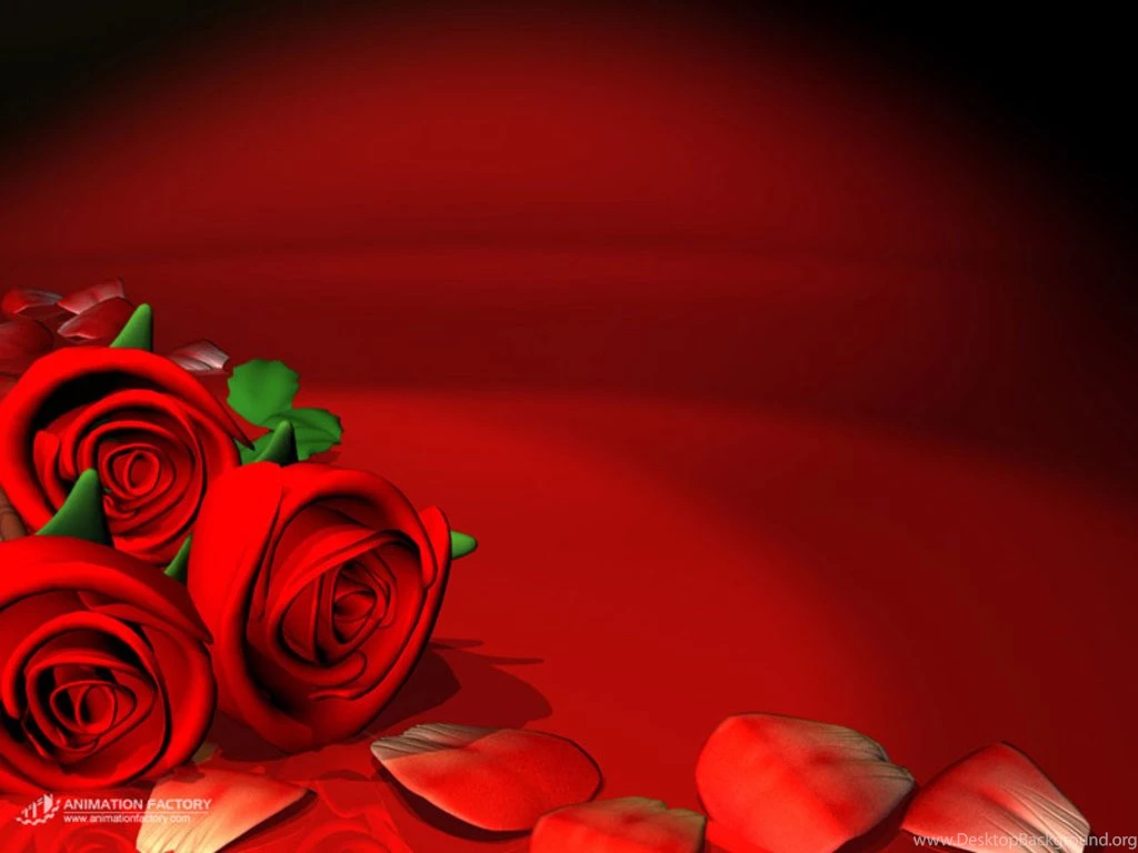 Red Rose Wallpapers 5 Best Wallpapers Collection
