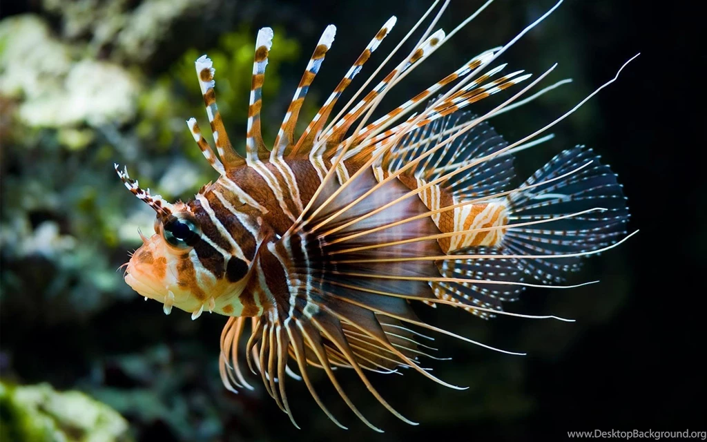 Fish Hd Wallpapers Free Download Wallpaperss HD