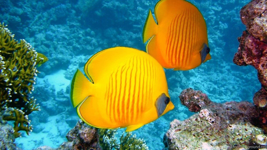 Butterfly Fish Lemon yellow Color desktop Wallpapers Hd ...