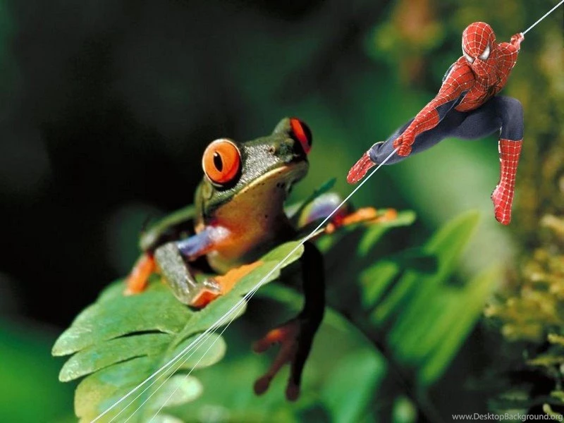 Free Funny Wallpapers