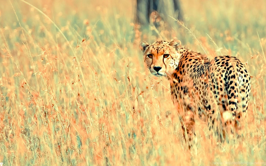 Wallpapers Tagged With BEAUTIFUL
