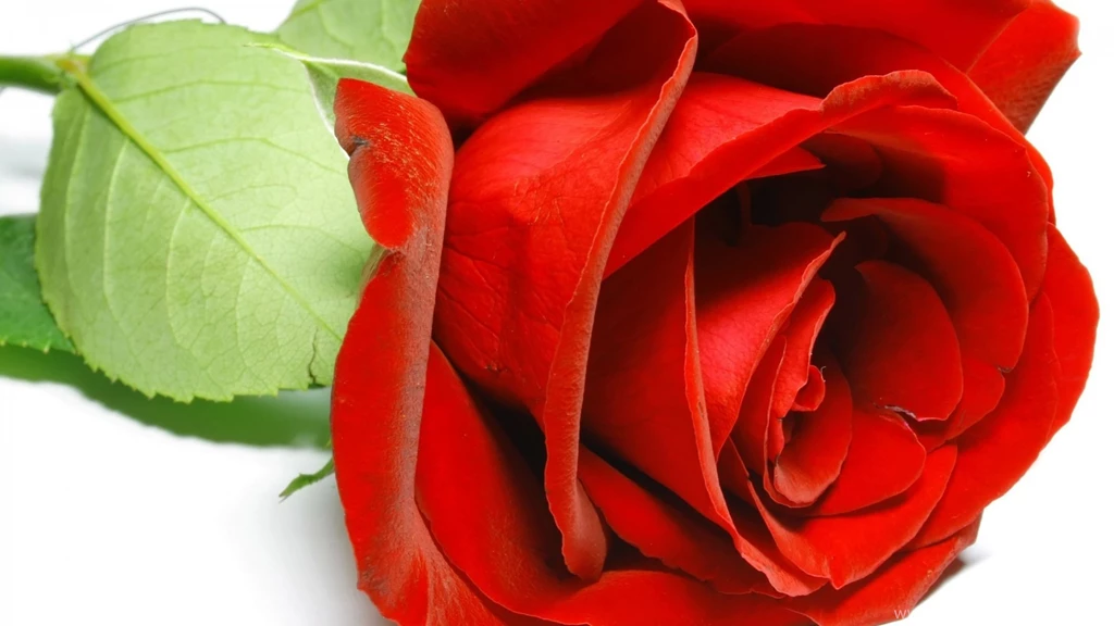 Red Rose Photo Wallpapers, Pictures With Red Roses / Страница 7