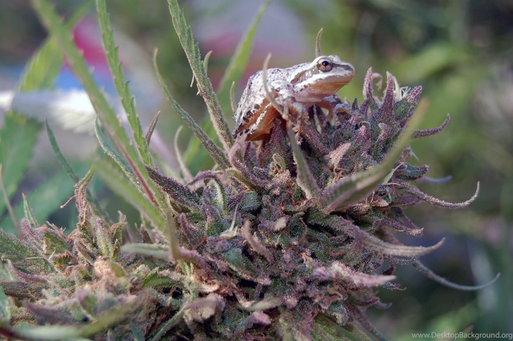Paper Dump: Outdoor Purple Kush Wallpapers