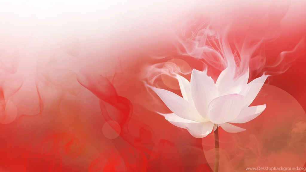 Lotus With Mist Beautiful Wallpapers