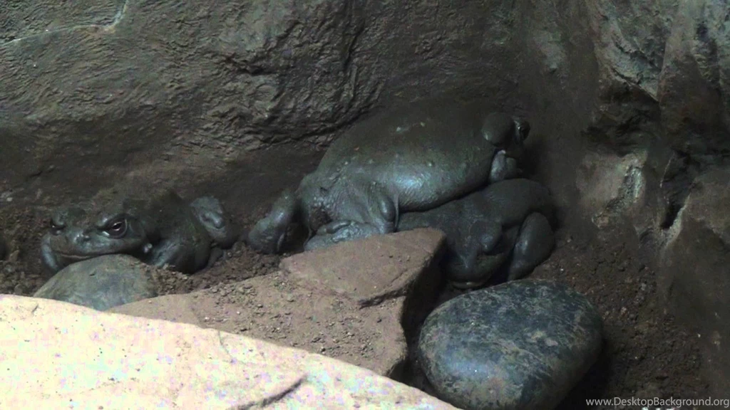 Sonora Desert Toad YouTube