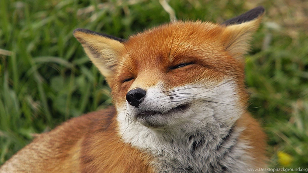 Fox Wallpapers Widescreen Resolution 6D7 WallPey