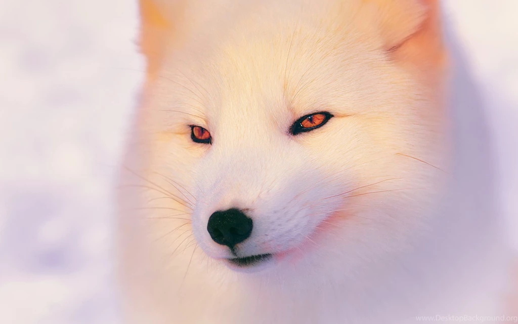 Ultra HD 4K Arctic Fox Wallpapers HD, Desktop Backgrounds 3840x2400