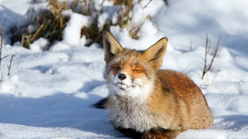 Full HD 1080p Fox Wallpapers HD, Desktop Backgrounds 1920x1080 ...