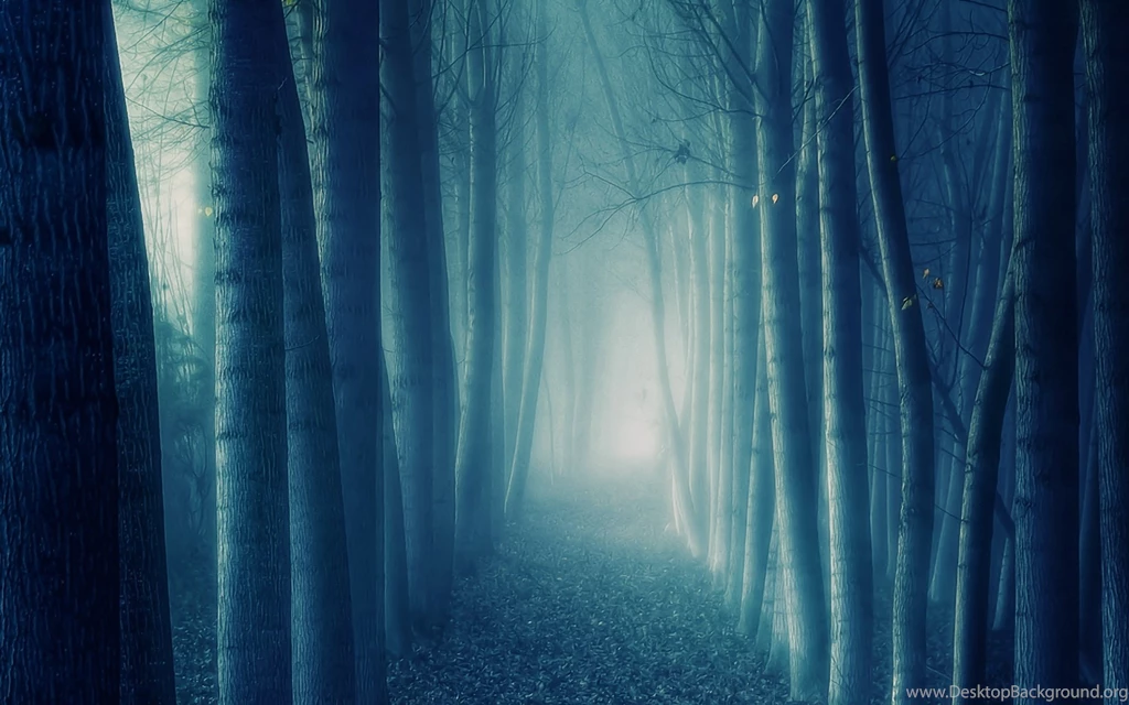 Northern Scotland Dark Forest HD Wallpapers Widescreen 1920x1200