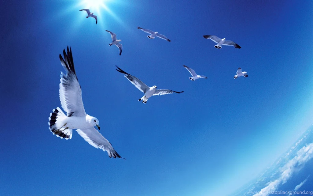 Flying Birds Wallpapers
