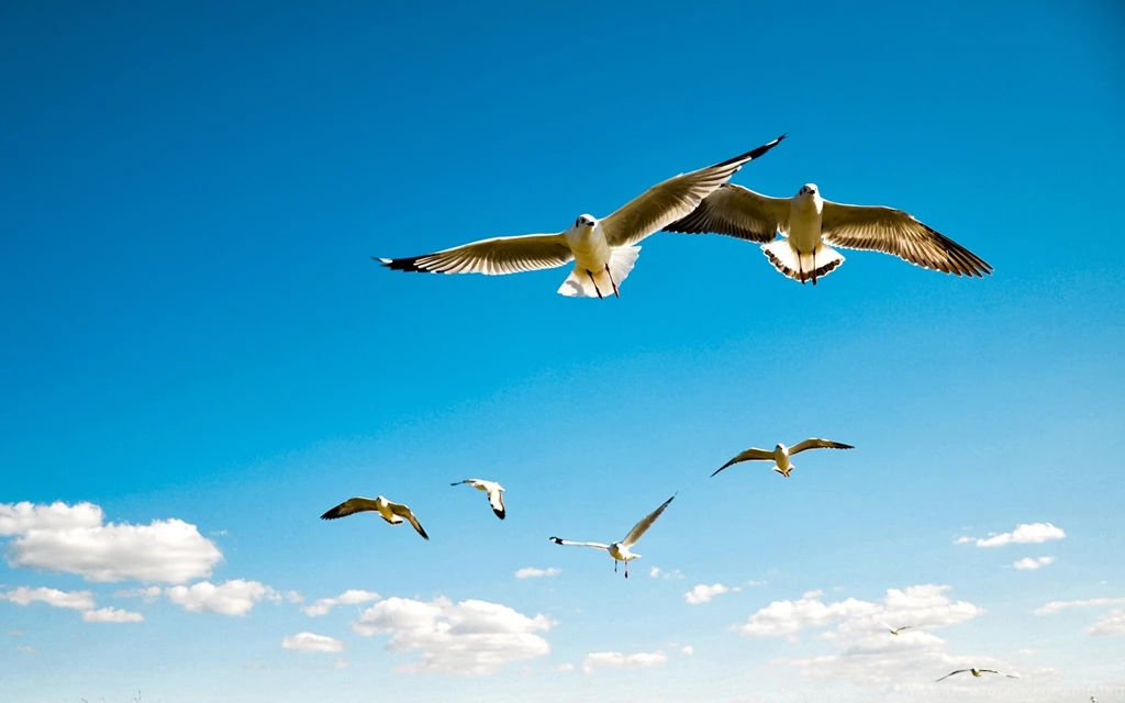 Download Flying Birds In Sky Wallpapers