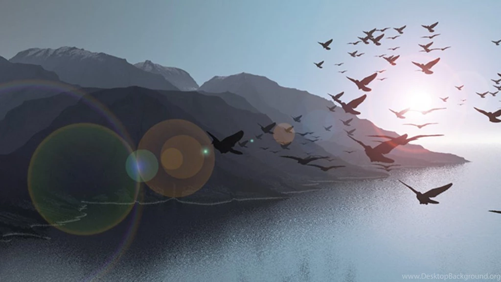 Flying Birds Full HD Pics Wallpapers Attachment 11654 Amazing ...