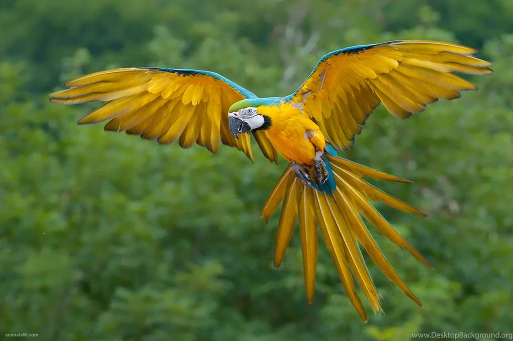 Desktop birds live wallpapers download.jpg