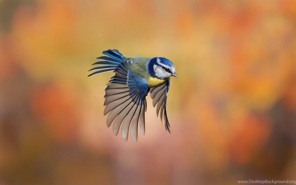 Cute Little Bird Flying HD Wallpapers For Desktop, PC & Mobile