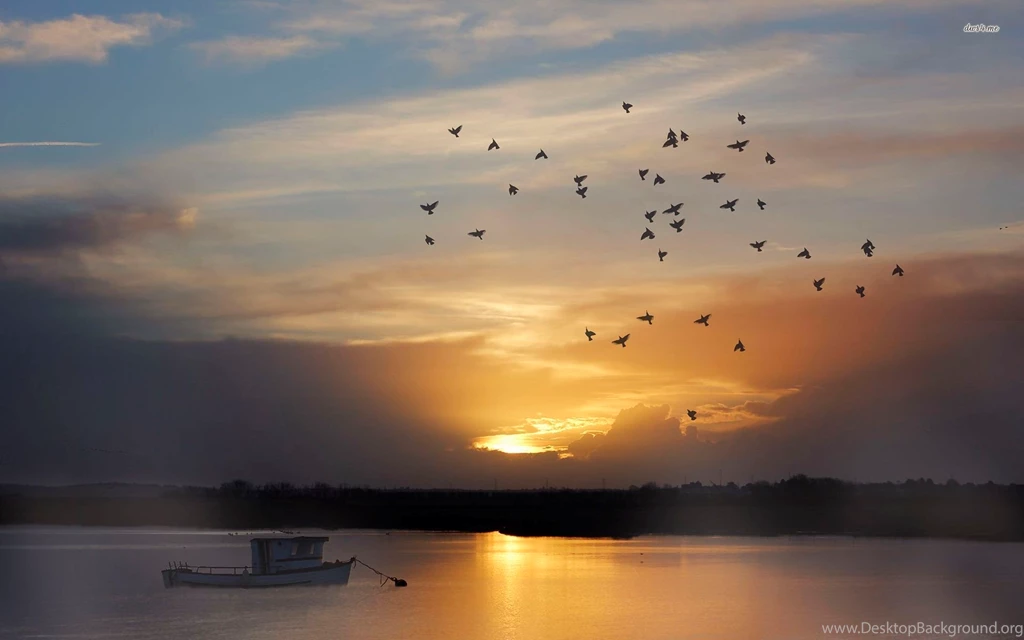 22577 Birds Flying Into The Sunset 1920×1200 Animal Wallpapers ...