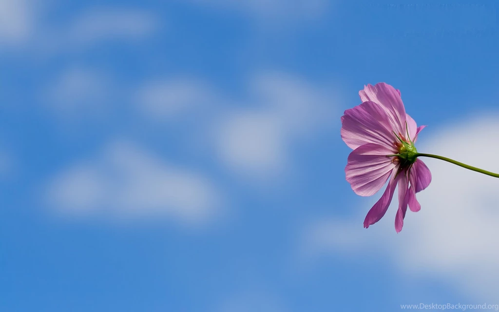 Pink Flower Wallpapers Big Screen_High Definition Wallpapers ...