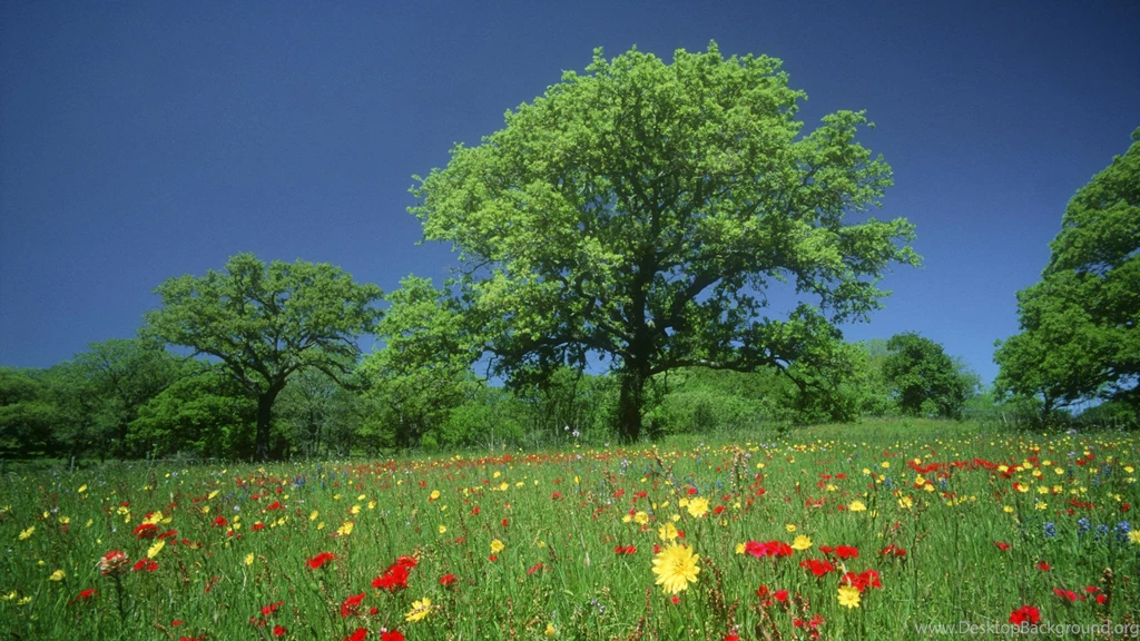 Screen Wallpapers Nature Wallpapers High Definition