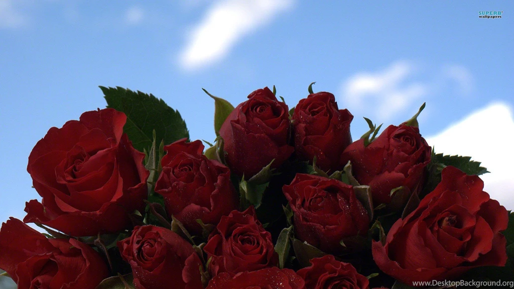 Roses, Screen, Saver, Admin, Beautiful, Wallpapers, Flowers ...