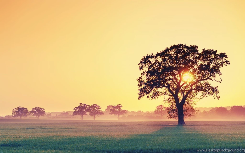 Tree Wallpapers Wild Wallpapers