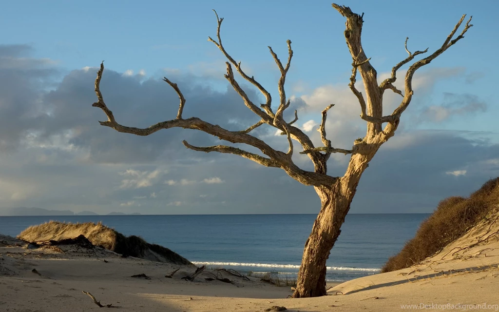 Amazing Nature Tree HD Wallpapers Zibrato