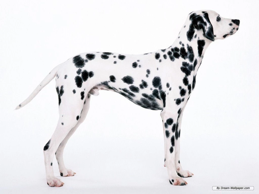 Free Wallpapers Free Animal Wallpapers Dalmatian Wallpapers ...